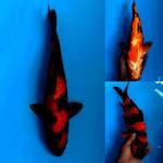 Hiutsuri male 37cm tembus perut 
