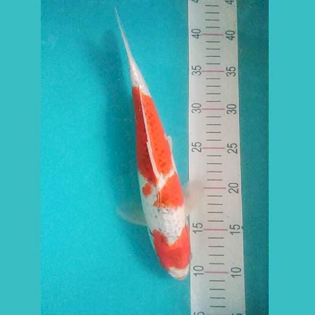 Goshiki Strong 33cm 