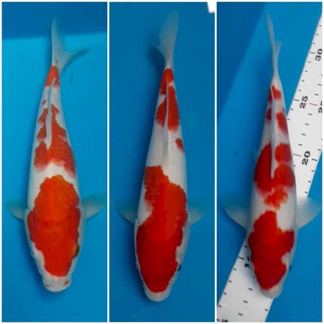 Kohaku 3 ekor 24-26 cm