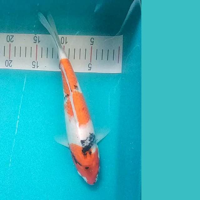 Showa Bulky 31cm