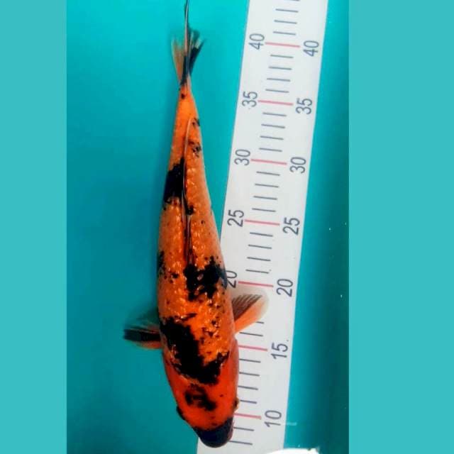 Hiu Ginrin 31cm