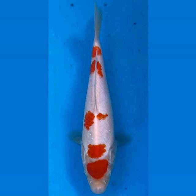Kohaku, 20 cm