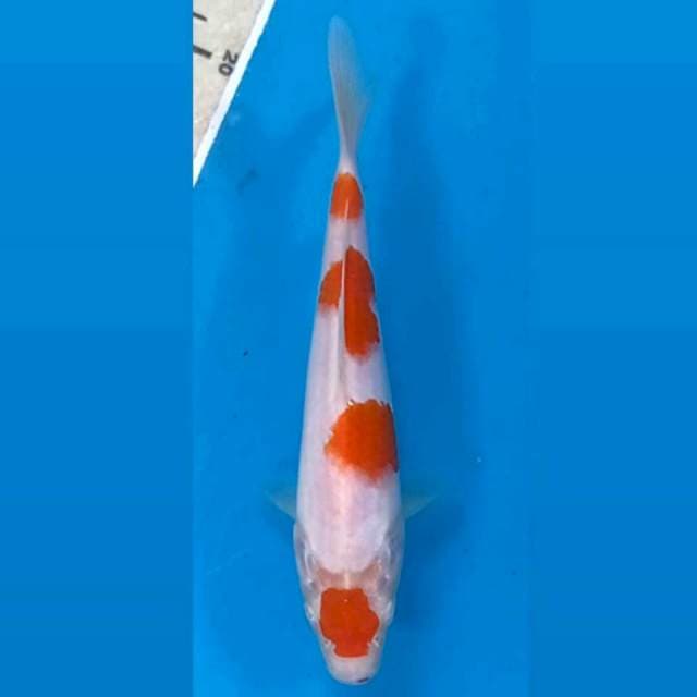 Kohaku, 17 cm