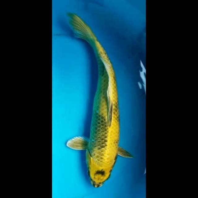 KIN SHOWA 34 Cm