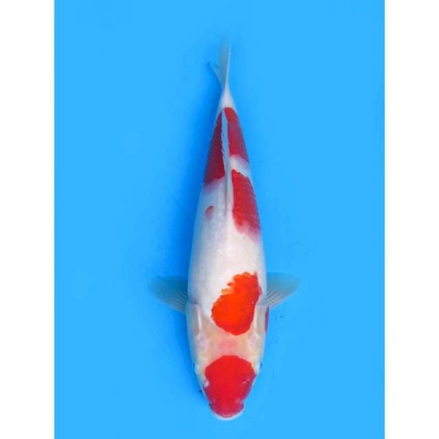 Red Kohaku - 34cm Male