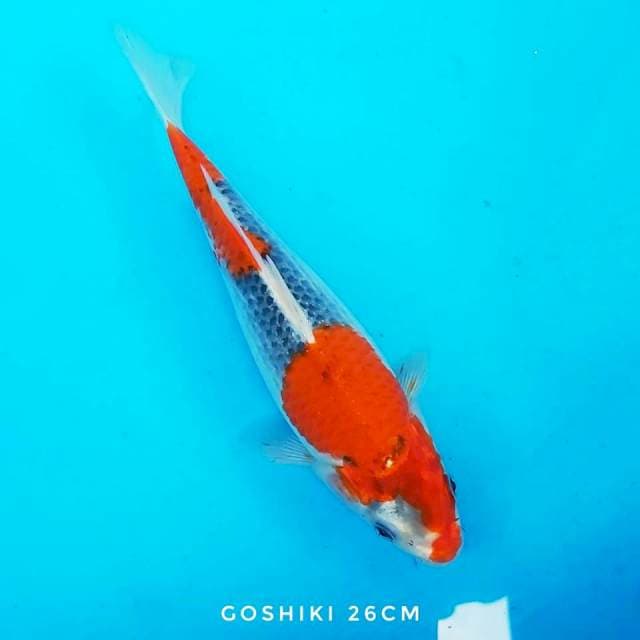 Goshiki Racing Istimewa