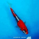 Goshiki Racing Istimewa
