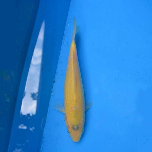 Karashi F1 Marudo