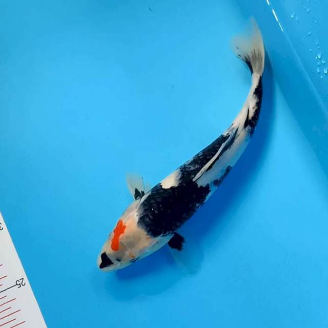 Shiro 26cm