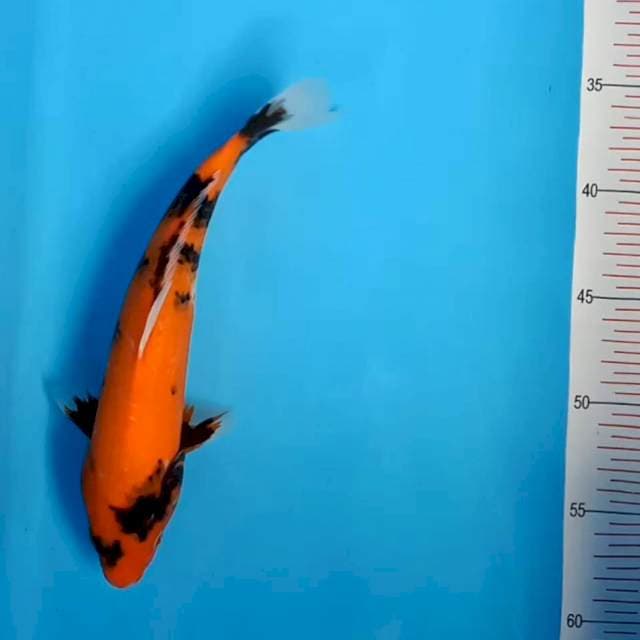 Hi showa 26 cm