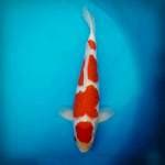 Kohaku Yondan Istimewa 40 BU male