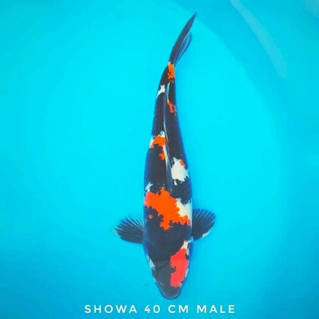 Showa Gahar SQ 40cm