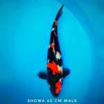 Showa Gahar SQ 40cm
