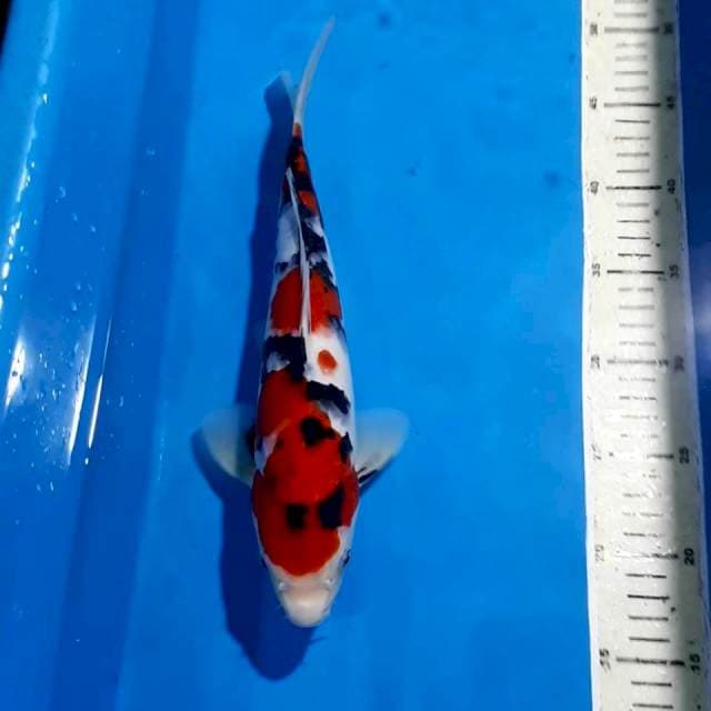 SANKE BLACKSRED STRONG 32 CM
