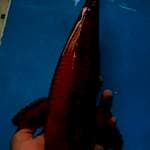 Cagoi tembaga