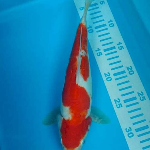 kohaku doid