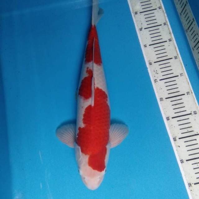 Kohaku 48 cm