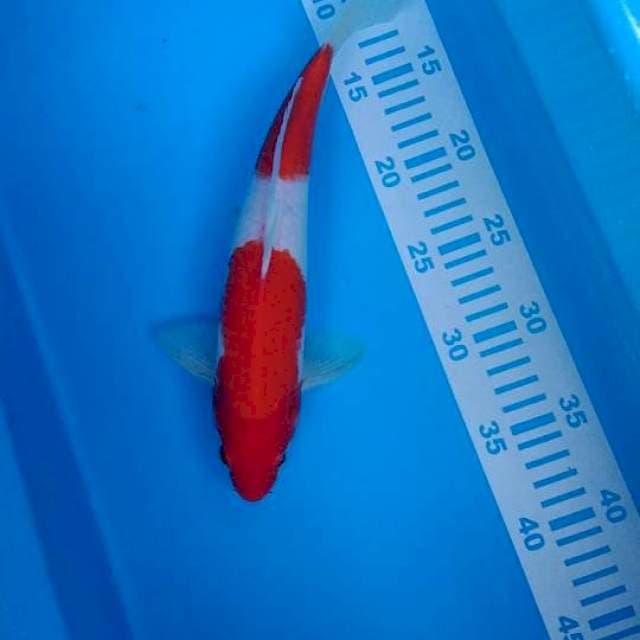 kohaku