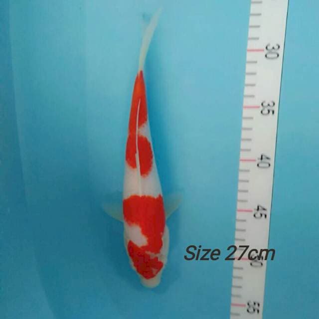 KOHAKU RED STRONG