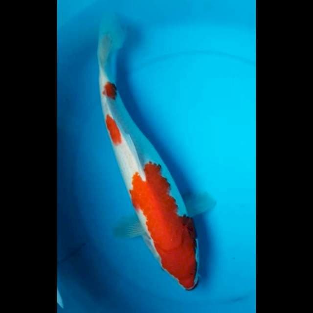 KOHAKU 35 Cm