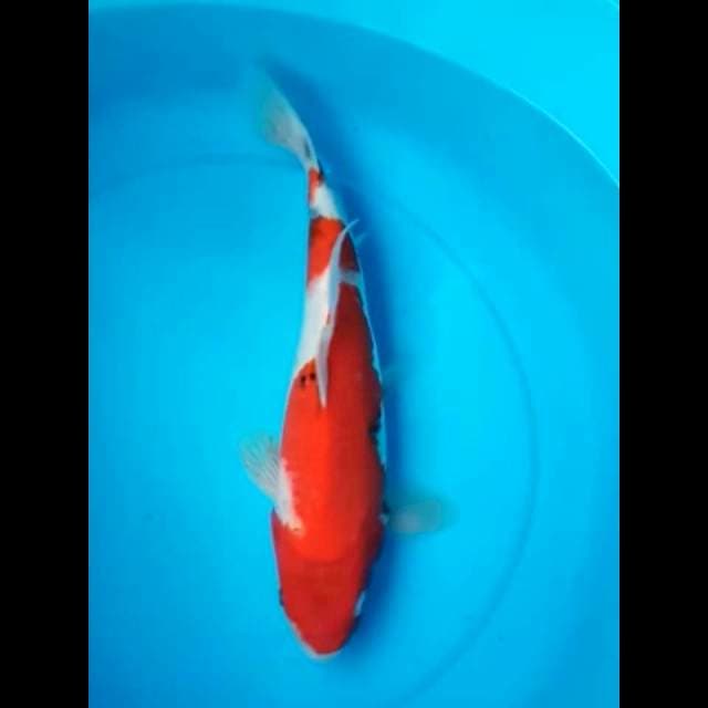 SANKE 33 Cm
