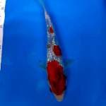 Showa Ginrin 25 cm