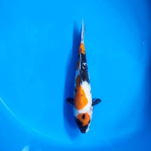 Special Maruten Showa 26 cm