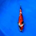 Special Showa Tategoi 25 cm