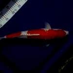 Kohaku jumbo 