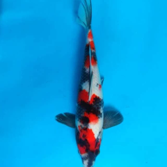Showa 26cm