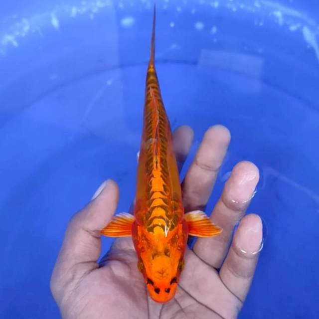 2. Kawarimono - 19 cm