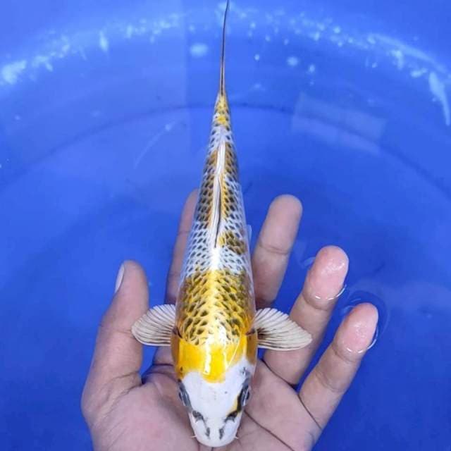 6. Kujaku - 22 cm