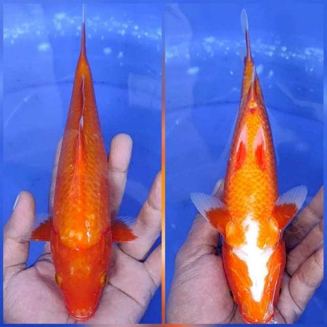 9. Aka hajiro tembus - 25 cm 