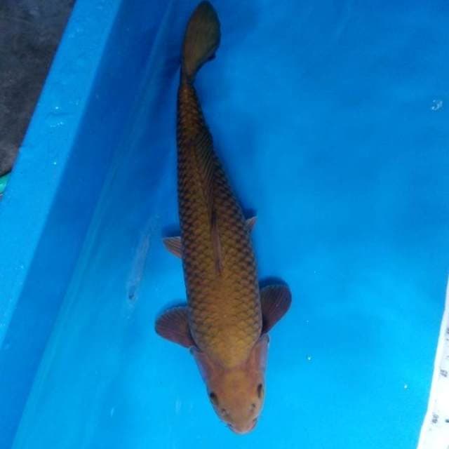 Chagoi 49 cm
