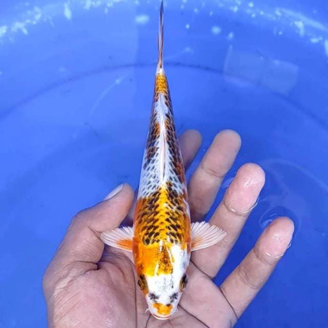 11. Kujaku - 11 cm - jantan