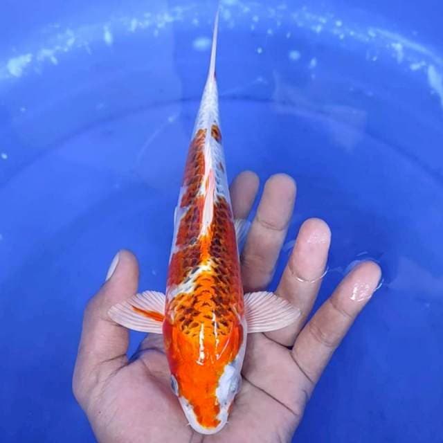 13. Kujaku - 22 cm