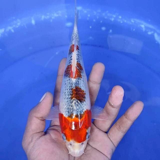 14. Kujaku -22cm