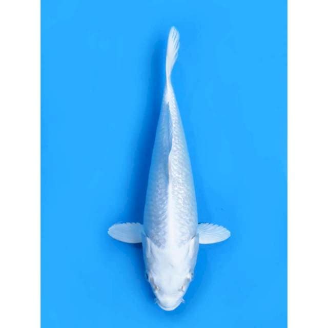 Platinum - 20cm Male