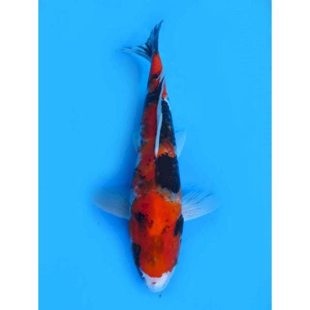 Showa Jumbo - 46cm