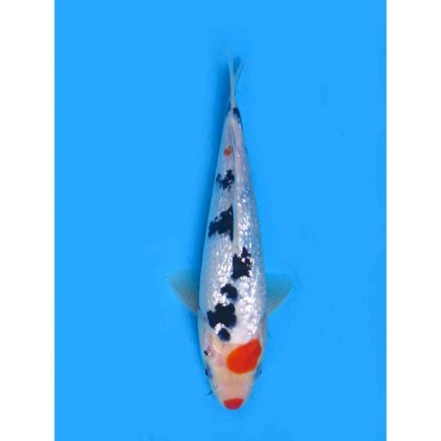 Super Full Ginrin - 19cm