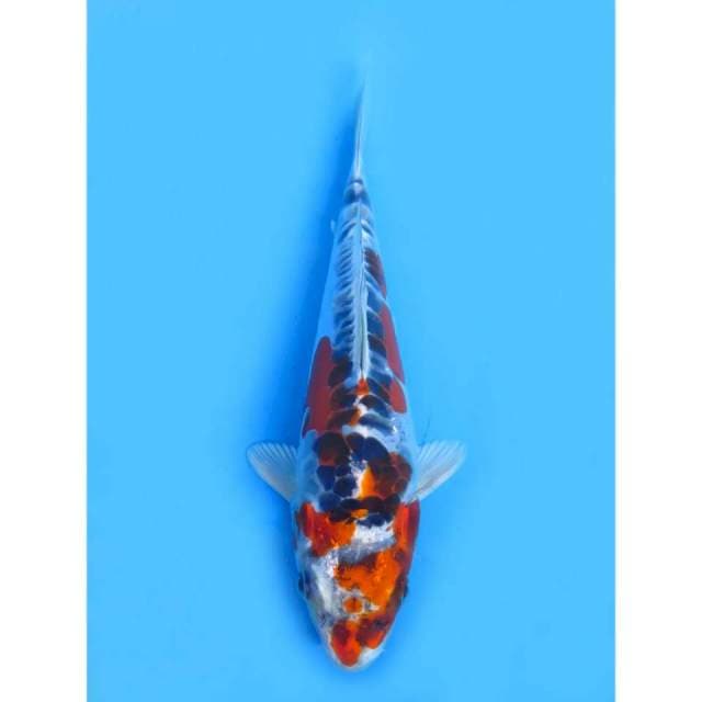 Red Benikiko - 21cm