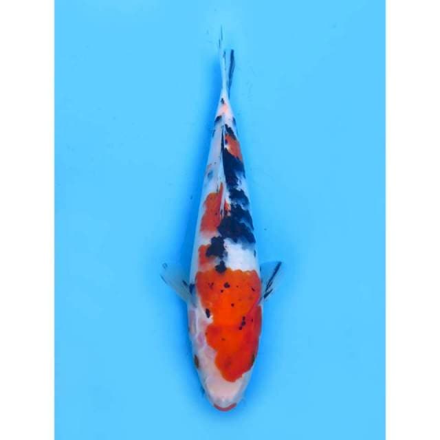 Sanke Tategoi - 24cm