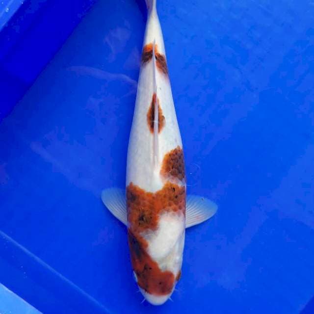 Koromo 35cm Female