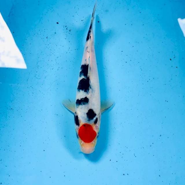 Tancho Sanke, 20 cm