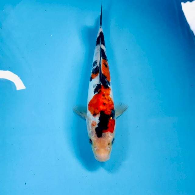 Sanke Doitsu, 22 cm