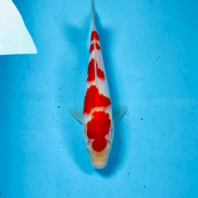 Kohaku, 20 cm