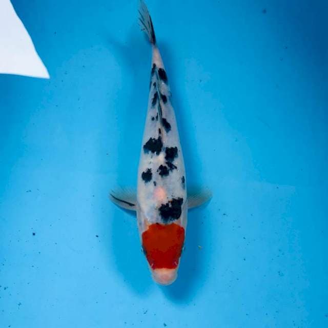 Tancho Sanke, 22 cm