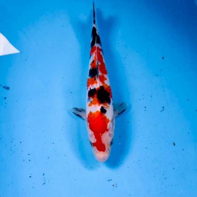 Sanke, 22 cm
