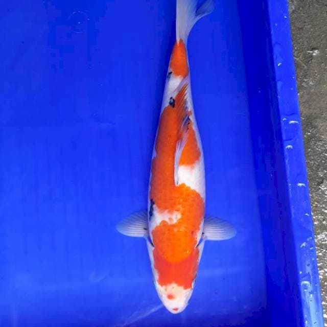 35cm sanke Female 