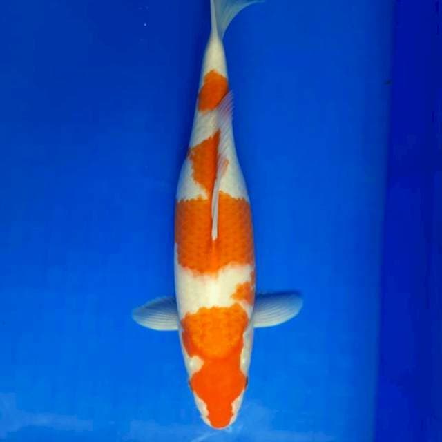33cm Kohaku Female